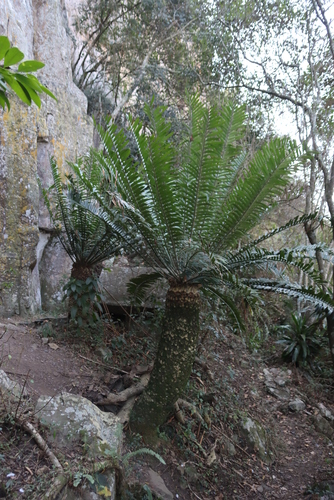 Image of Encephalartos natalensis by (c) Tony Rebelo, some rights reserved (CC BY-SA)