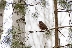 Turdus iliacus