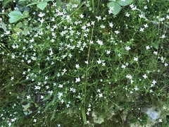 Moehringia muscosa