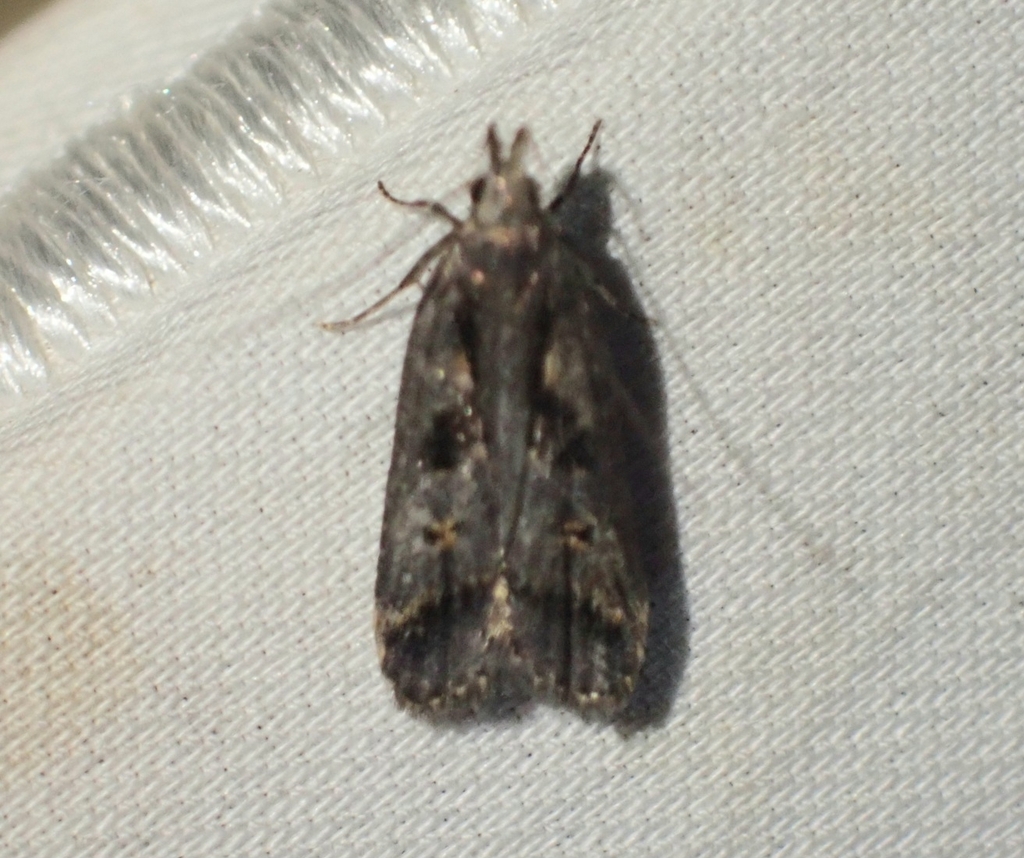 Dichomeris washingtoniella