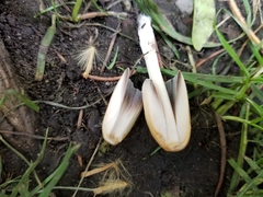 Coprinellus micaceus