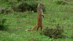 Cynictis penicillata penicillata