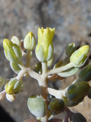 Sedum albomarginatum