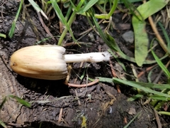 Coprinellus micaceus