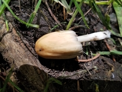 Coprinellus micaceus