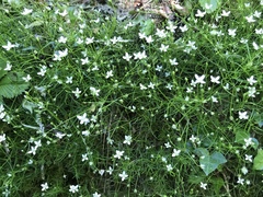 Moehringia muscosa