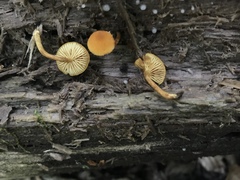 Phaeomarasmius proximans