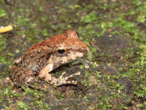 Craugastoridae