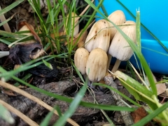 Coprinellus micaceus