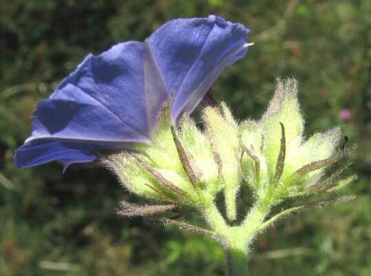 Jacquemontia sphaerostigma; photograph author not stated, no rights reserved