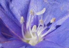 author not stated, no rights reserved Jacquemontia sphaerostigma, photograph author not stated, no rights reserved