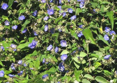 Jacquemontia sphaerostigma, photograph 3