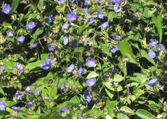 author not stated, no rights reserved Jacquemontia sphaerostigma, photograph author not stated, no rights reserved