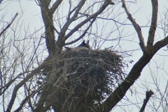 Bubo virginianus lagophonus