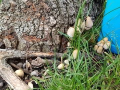 Coprinellus micaceus