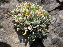 Sedum albomarginatum