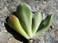Sedum albomarginatum