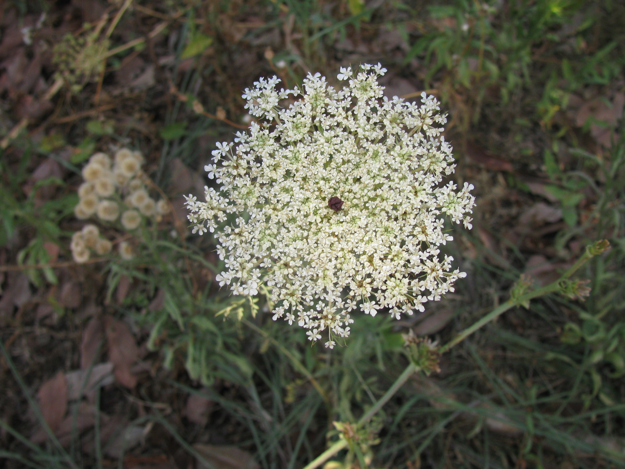 Brotero's Carrot (Daucus broteri)