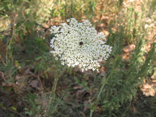 Image of Daucus broteri by (c) Nachman bones, some rights reserved (CC BY)