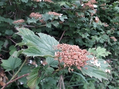 Viburnum opulus