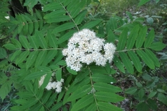 Sorbus aucuparia