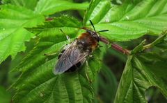 Stratiomys longicornis