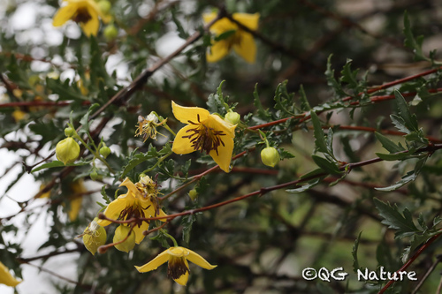 Clematis fruticosa