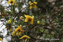 Clematis fruticosa