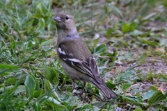 Fringilla coelebs