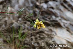 Clematis fruticosa, photograph Wang.QG, CC BY, iNaturalist via GBIF