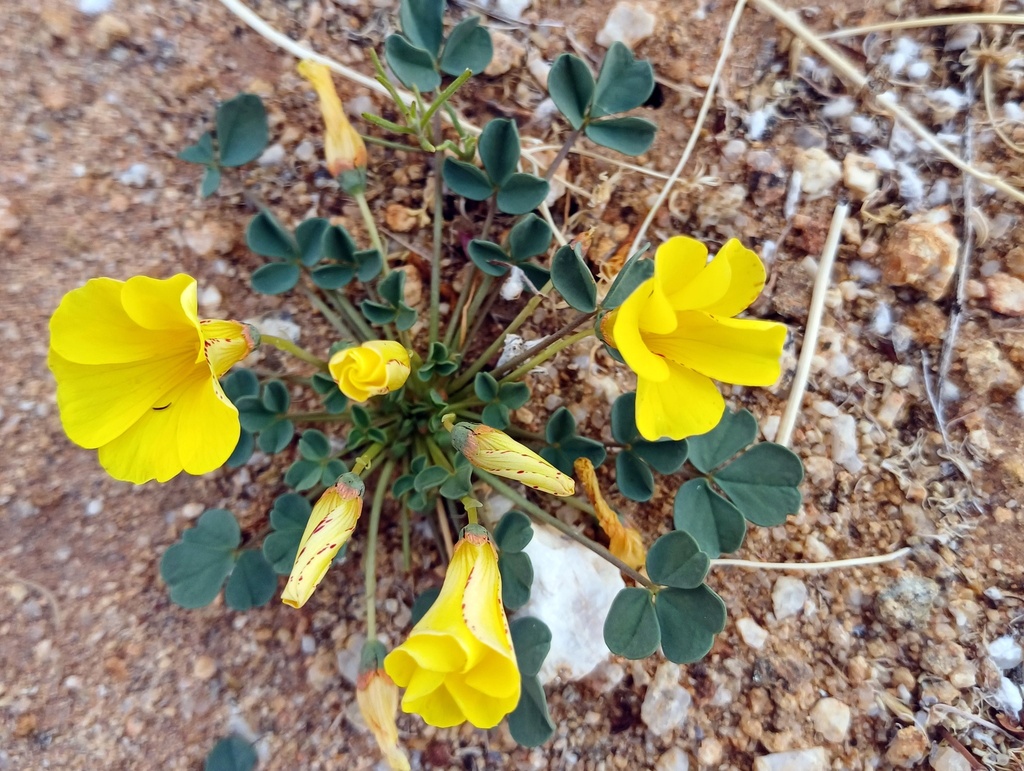 Oxalis ausensis BULBS