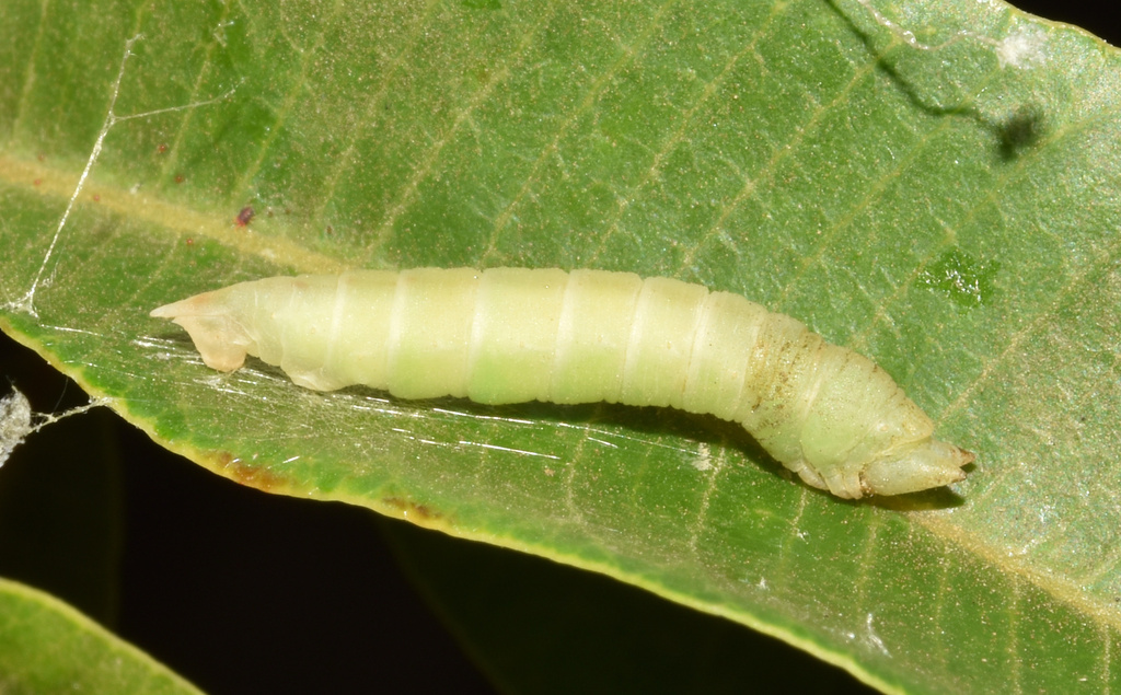 Thalassodes quadraria