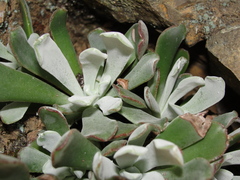 Sedum albomarginatum