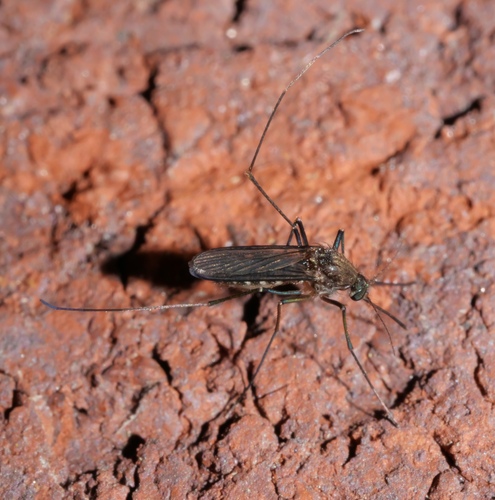 Culex erraticus photo 4