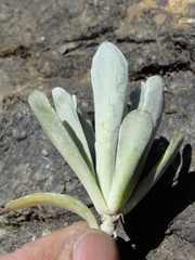 Sedum albomarginatum