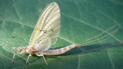 Ephemera varia