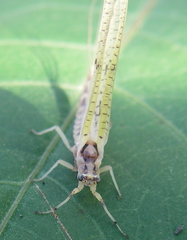 Ephemera varia