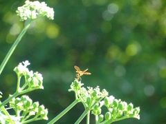 Perithemis tenera