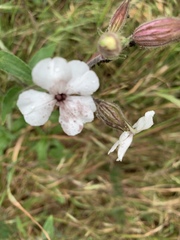 Microbotryum lychnidis-dioicae