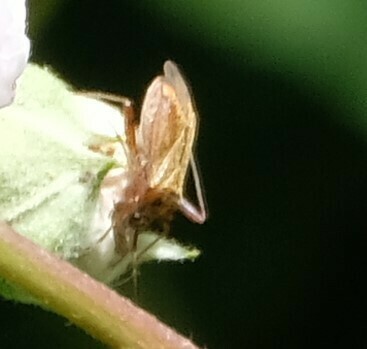 spotted plant bug, Epe, Netherlands, photo 7 of 10