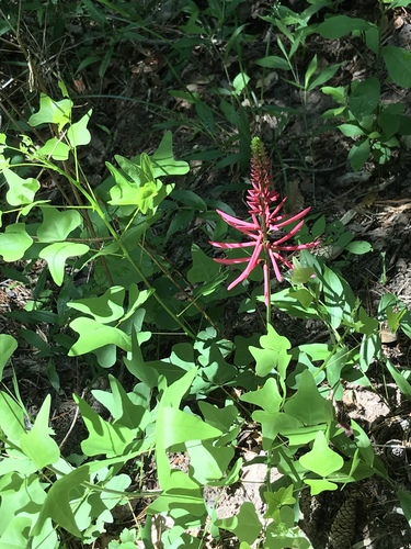 Erythrina herbacea