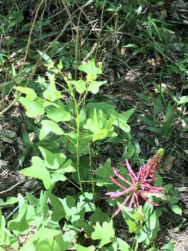 Erythrina herbacea