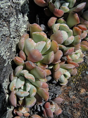 Sedum albomarginatum