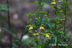 Siphonostegia chinensis, photograph (c) Wang.QG, some rights reserved (CC BY)