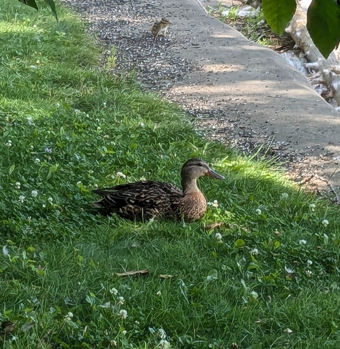Mallard