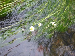 Ranunculus pseudofluitans