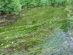 Ranunculus pseudofluitans