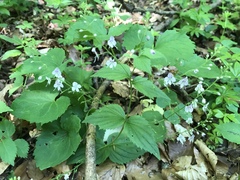 Veronica urticifolia