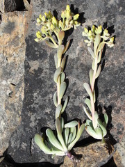 Sedum albomarginatum