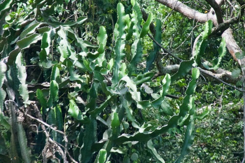 Euphorbia nyikae